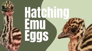 Hatching Emu Eggs #emu #hatching #chicks #bird