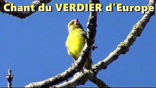 VERDIER d'EUROPE - Chant d'Oiseau