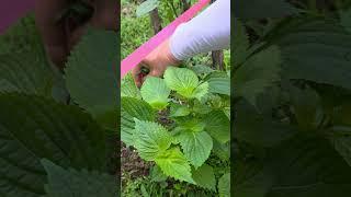 텃밭 깻잎 수확하는방법.잘키우는방법