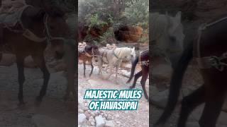 Havasu Trail Mules #backpacking #hiking #havasupai #adventure #travel #waterfall #hike #outdoors