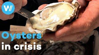 Are we the last generation to taste natural oysters?