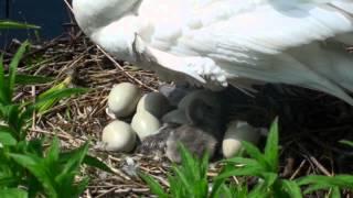 Swan's nest with eggs and birth of cygnets