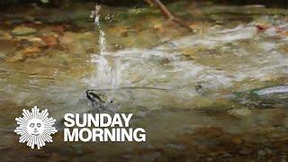 Nature: Salmon run in Washington State