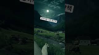 강아지랑 나온 밤산책 귀뚜라미 asmr 풍경멍 다있네..