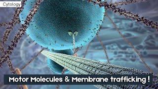 Motor molecules and membrane trafficking #cytology