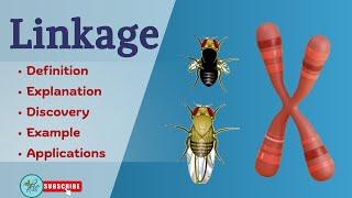 Linkage || Linkage and recombinations|| Thomas Hunt Morgan experiment || Genetics