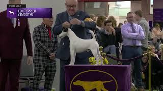 Fox Terriers (Smooth) | Breed Judging 2025