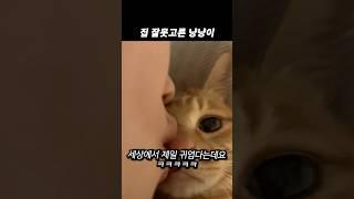 집 잘못고른 냥냥이 ㅋㅋㅋㅋㅋ