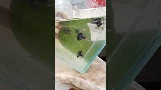 Purple dragon hm guppy🫶#guppyfishtank #fishfry #sorts #viralvideo