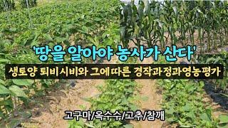 땅을 알아야 농사가 산다. 텃밭농사 주작물 고구마 옥수수 고추 참깨재배. 생토양 퇴비시비와 그에따른 경작과정과 영농평가.