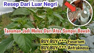 selamat tinggal Fusarium dan antraknosa || resep dari luar negeri #fusarium #antraknosa