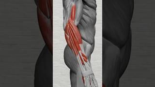 How to increase your grip strength! You will crush even a stone!