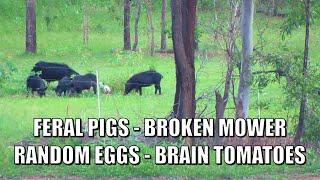 Broken Mower, Feral Pigs, Brain Tomatoes, Random Eggs + MORE