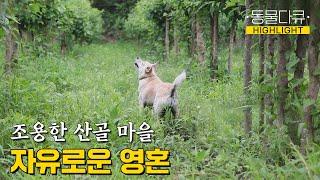 [동물극장 유튜브 오리지널] 해발 800m 산골 마을에 사는 자유로운 영혼의 강아지와 아저씨 이게 행복이다! | 동물극장 단짝 EP65 | KBS 230610 방송