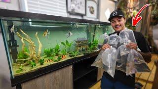 Buying a BUNCH of FISH for My Community TANK!!