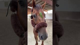 Horse meets Invertebrates