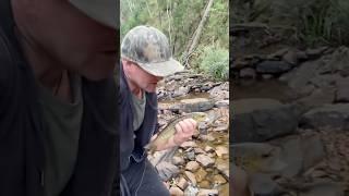 BLACKWOOD!! Wild Brown Trout. #trout #balckwood #fishingaustralia