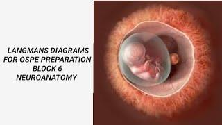 Langmans Diagrams for Ospe Preparation Block 6 By Dr Bint e Hawa