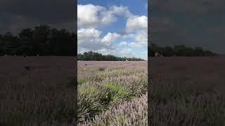 Wow amazing ! Huge Lavender Farm in London /Mayfield farm/summer 2023