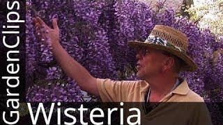 Wisteria or Wysteria - How to control Wisteria - Beautiful but destructive creeping vine