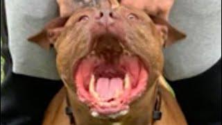 The American Red Nose Pit Bull Terrier  - A True Loyal Companion  (Mans￼ Best Friend)
