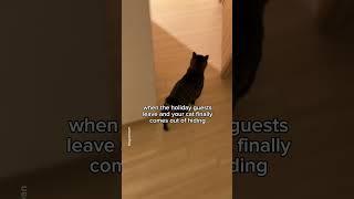 My introverted cat is finally free!‍ #shorts #cat #funny