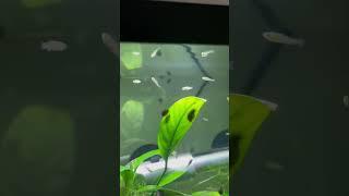 Fish Babies