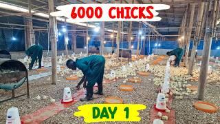 Caring For 6000 Broiler Breeder Chickens: My Expert Tips And Tricks