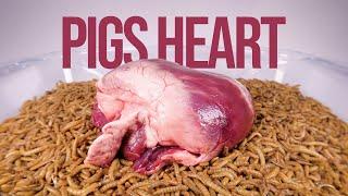 10 000 Mealworms vs. PIGS HEART