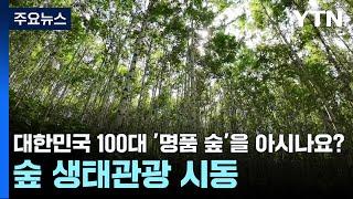 대한민국 100대 '명품 숲'을 아시나요?...숲 생태관광 시동 / YTN