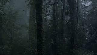 Relaxing Rain Sound , stress Relief, Soothing Gentle Spring Rain, Dark Forest