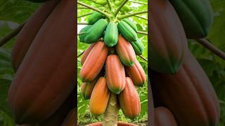 What's the Secret to Growing Papaya Trees FAST?