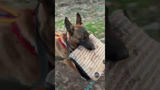 Fitness Training for Dogs #training #nepopo #malinois #xherder