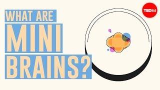 What are mini brains? - Madeline Lancaster