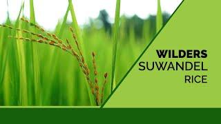 Wilder's Organic Suwandel Rice