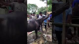 ঈদের আগ মুহূর্তে জমে উঠেছে গরুর হাট  Nayem Vlogs BD