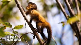 Baby Capuchin Monkey Must Prove Himself to His Troop | New Kids in the Wild 104