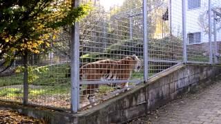 Animal Equality - Tierleid im Schwaben Park II / Animal Cruelty at Schwaben Park II