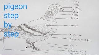 pigeon drawing / columba Livia CHSE  2nd years /  step by step #drawing #art