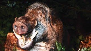 Keilerjagd in den rumänischen Karpaten; Wildboar hunt in the Carpathian Mountains