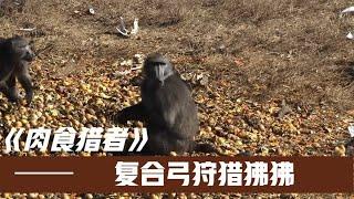 複合弓狩獵狒狒，用水果簡單佈置誘餌，輕鬆斬獲四只狒狒頭領！#野外生存#紀錄片#狒狒