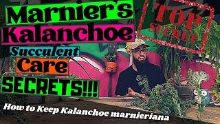 MARNIER'S KALANCHOE CARE BASICS | Everything You Need to Know About Caring for Kalanchoe Marnieriana