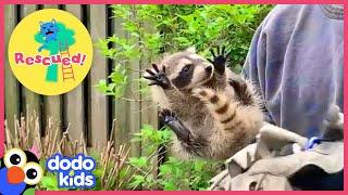 Heroes Save Nervous Mama Raccoon and Three Fuzzy Babies! | Animal Videos For Kids | Dodo Kids