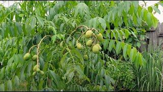 June Plum in a Pot with LOTS of FRUITS - August 5th 2021