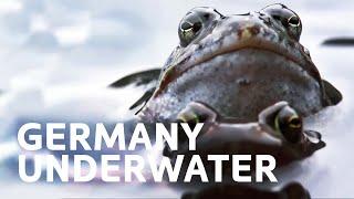 Germany's Secret Underwater World | All Out Wildlife