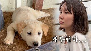널브러진 똥개곤쥬님이 부러운 시골 농장 알바생의 하루