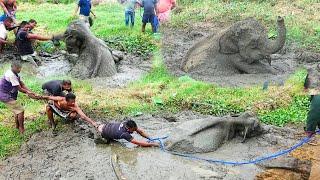 Happy Ending! Baby Elephant starving in a Muddy PRISON saved by Brave officials