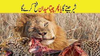 Lion Vs Tiger – Who Is Most Powerful Animal | ABR Kohati TV