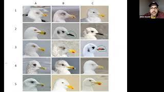 Winter Wildlife Festival: Intro to Gull ID with Amar Ayyash