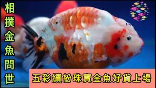 相撲金魚強勢來台，色彩繽紛的珠寶金魚，體型上繼續突破自己的紀錄，好魚不手軟喜歡的通通帶回台灣跟大家分享